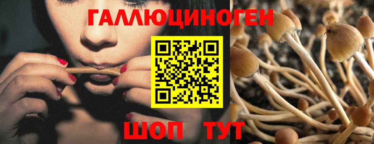 Галлюциногенные грибы мухоморы  Галлюциногенные грибы ЛСД  Новороссийск  купить   Вход с VPN 
